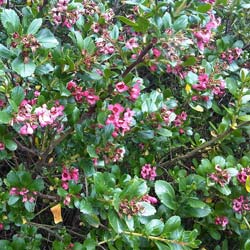 escallonia macrantha rubra